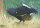 Poule des marais 70x50 cm - Renforcé en nylon - Blason nature