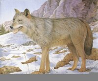 Loup 80x100 cm - Renforcé en nylon - Blason nature