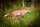CENTER-POINT 3D Fuchs - Made in Germany