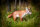 CENTER-POINT 3D Fuchs - Made in Germany