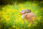 CENTER-POINT 3D Hase - Made in Germany