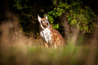 CENTER-POINT 3D Luchs - Made in Germany