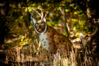 CENTER-POINT 3D Lynx - Fabriqué en Allemagne