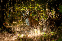 CENTER-POINT 3D Luchs - Made in Germany