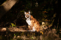 CENTER-POINT 3D Luchs - Made in Germany