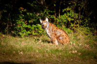 CENTER-POINT 3D Luchs - Made in Germany