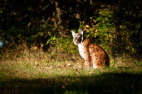 CENTER-POINT 3D Luchs - Made in Germany