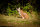 CENTER-POINT 3D Luchs - Made in Germany