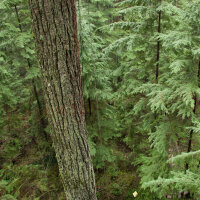 Tube | BSW White Fir - Bois - Ø 5/16 pouces