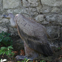 NATURFOAM Vautour