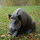 NATURFOAM Wildschwein - sitzend