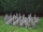 NATURFOAM Hase - sitzend