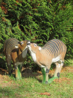 NATURFOAM Antilope de forêt dAfrique de lOuest