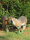 NATURFOAM Antilope de forêt dAfrique de lOuest