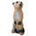 LEITOLD Suricate - debout