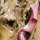 JACKALOPE - Red Beryl - 62 Pouces - Arc recourbé Take Down - 20-50 lbs