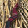 JACKALOPE - Red Beryl - 62 Pouces - Arc recourbé Take Down - 20-50 lbs