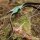 JACKALOPE Malachite Kid - 30 pouces - 10-15 lbs - Arc recurve