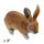 TC Targets - Rudi Hase