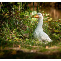 CENTER-POINT 3D Ente - Made in Germany