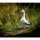 CENTER-POINT 3D Ente - Made in Germany