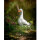 CENTER-POINT 3D Ente - Made in Germany