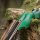 JACKALOPE - Malachite - 60 pouces - 30-60 lbs - Arc recurve ou hybride take down