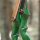 JACKALOPE - Malachite - 60 pouces - 30-60 lbs - Arc recurve ou hybride take down