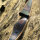 JACKALOPE - Tourmaline - 64 Pouces - Arc hybride - 25-50 lbs