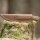 elTORO Walnut Horn - Damast - Jagdmesser - 10cm - inkl. Lederscheide