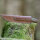 elTORO Walnut Horn - Damast - Jagdmesser - 10cm - inkl. Lederscheide