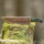 elTORO Brass Horn - Damast - Jagdmesser - 12,3cm - inkl. Lederscheide