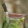 elTORO Steel Horn - Damas - Couteau de chasse - 10cm - fourreau cuir inclus