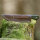 elTORO Steel Horn - Damast - Jagdmesser - 10cm - inkl. Lederscheide