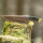 elTORO Double Brass Horn - Damast - Jagdmesser - 10,3cm - inkl. Lederscheide
