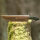 elTORO Brass Horn - Damast - Jagdmesser - 17cm - inkl. Lederscheide