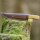 elTORO Brass Olive - Damast - Jagdmesser - 10cm - inkl. Lederscheide
