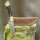 elTORO Double Brass Horn - Damast - Jagdmesser - 10cm - inkl. Lederscheide
