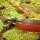 DRAKE Mongolia Bow - 48 pouces - 18-30 lbs - Arc de cavalier