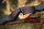 JACKALOPE - Bloodstone - 60-68 pouces - 30-50 lbs - Arcs recurves T/D