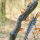 DRAKE ARCHERY ELITE Pitchblack - ILF - 58-62 pouces - 24-62 lbs - Arc recurve