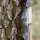 DRAKE ARCHERY ELITE Dust - 60 Zoll - 30-60 lbs - Hybridbogen