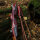JACKALOPE - Red Beryl Hunter - 60 Pouces - 20-50 lbs - Arcs recurves T/D