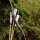 DRAKE ARCHERY ELITE Black Bird - 60 pouces - 20-45 lbs - Arc hybride