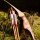 DRAKE ARCHERY ELITE Streak - 62 pouces - 20-50 lbs - One Piece arc recurve