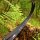 Branches | JACKALOPE Zircon - Carbon/Foam - ILF - 25-50 lbs