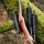 DRAKE ARCHERY ELITE Firebird - 60 Zoll - 20-45 lbs - Hybridbogen