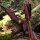 JACKALOPE - Bloodstone Hunter - 60 pouces - 25 lbs - Arcs recurves T/D | Main droite