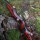JACKALOPE - Bloodstone Hunter - 60 pouces - 25 lbs - Arcs recurves T/D | Main droite