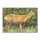 Blason | Image danimal - Cerf de Virginie